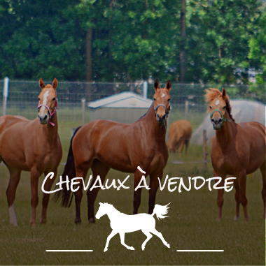 chevaux à vendre