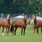 expl_chevaux