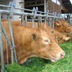 expl_vaches