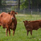 expl_vaches2