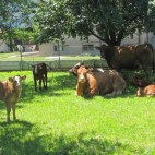 expl_vaches_soleil