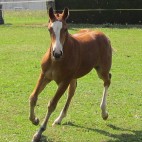 galerie_cheval_7