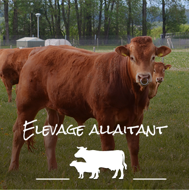 elevage allaitant