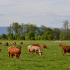 expl_vaches3 expl_vaches3