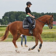 galerie_cheval_1