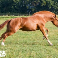 galerie_cheval_3