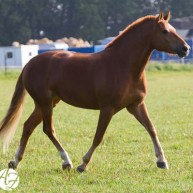 galerie_cheval_4