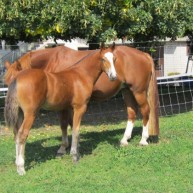 galerie_cheval_5