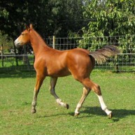 galerie_cheval_6