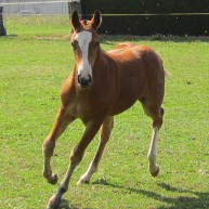 galerie_cheval_7