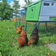 galerie-poules